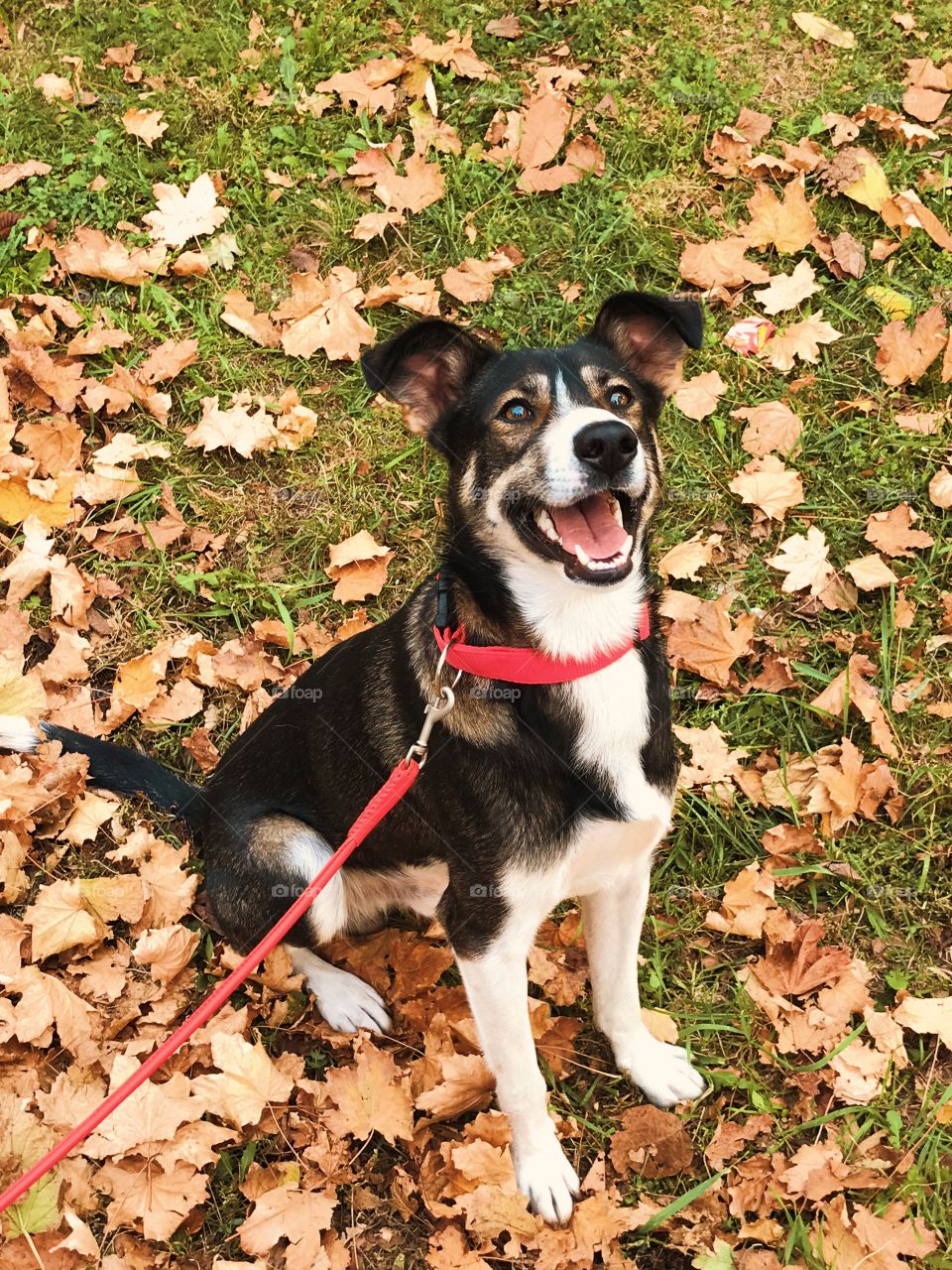 Cute dog on autumn leaves. 