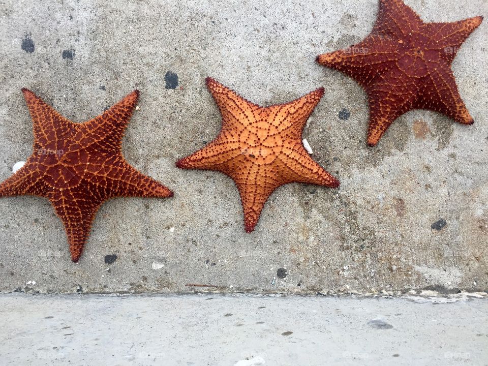 Starfish for sale