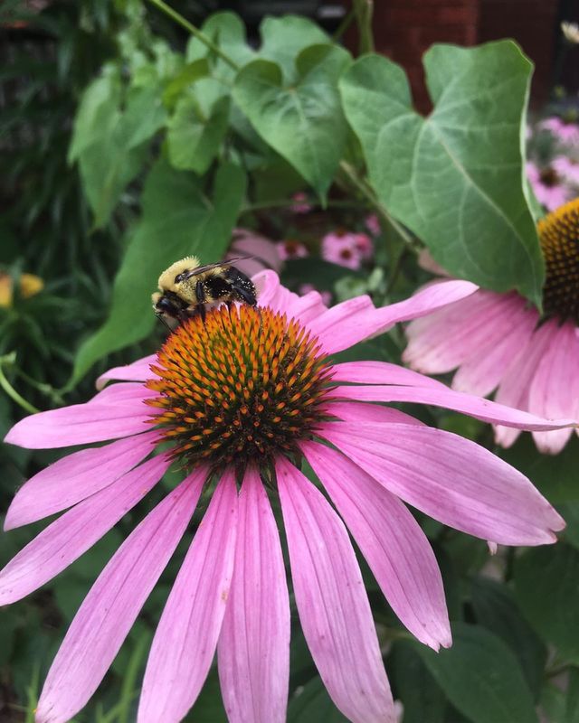 The same beautiful creature, except in color. 🐝