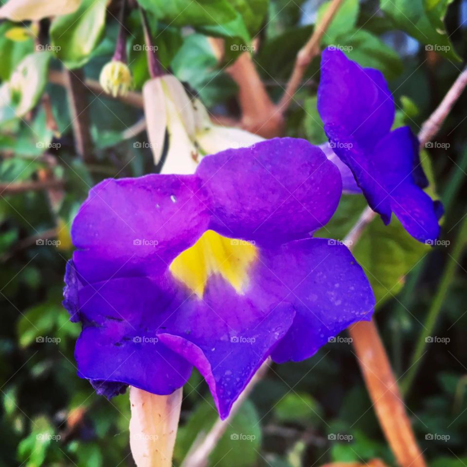 purple color - 🌹 🇺🇸 Very beautiful flowers to brighten our day.  Live nature and its beauty. Did you like the delicate petals? / 🇧🇷 Flores muito bonitas para alegrar nosso dia. Viva a natureza e sua beleza. Gostaram das pétalas delicadas? 