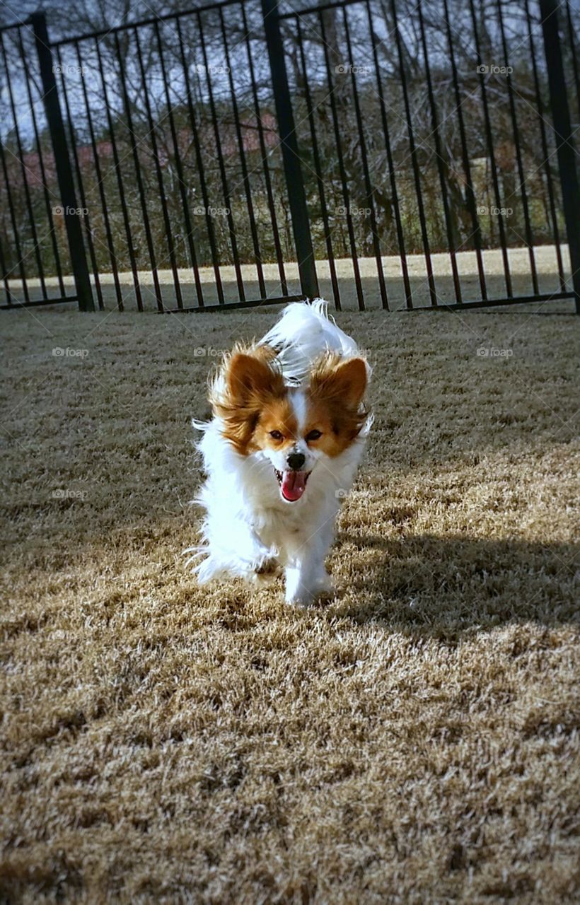 Papillion Running in Yard