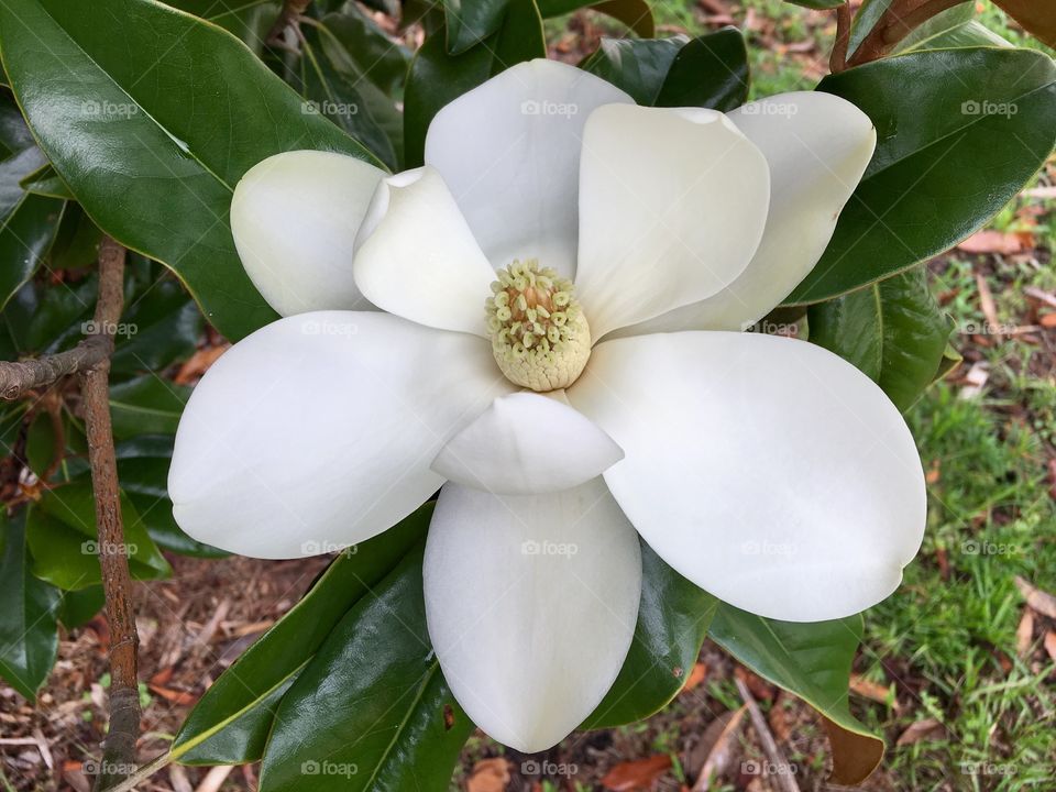 Magnolia in bloom