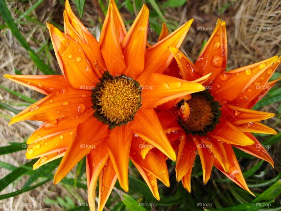 Orange flower close up 