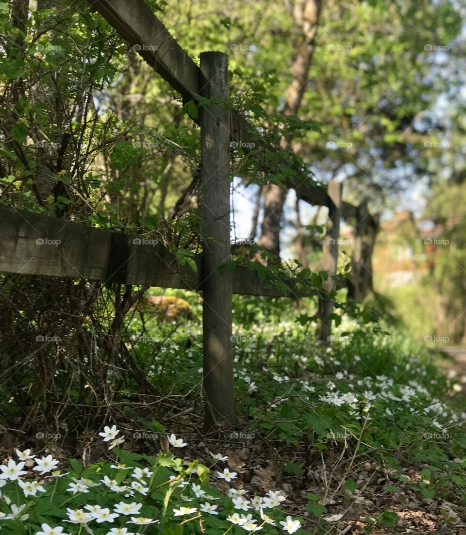 Spring in the countryside.