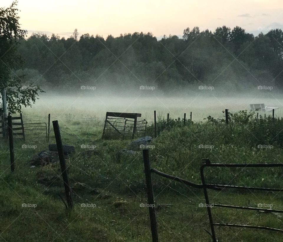 Foggy morning