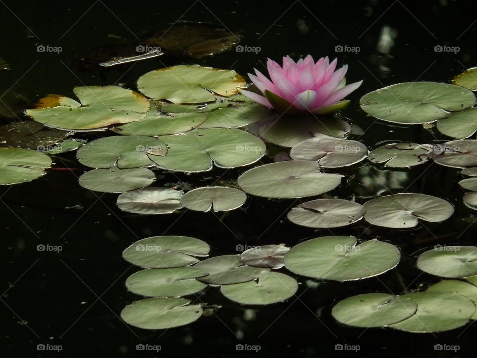 waterlily