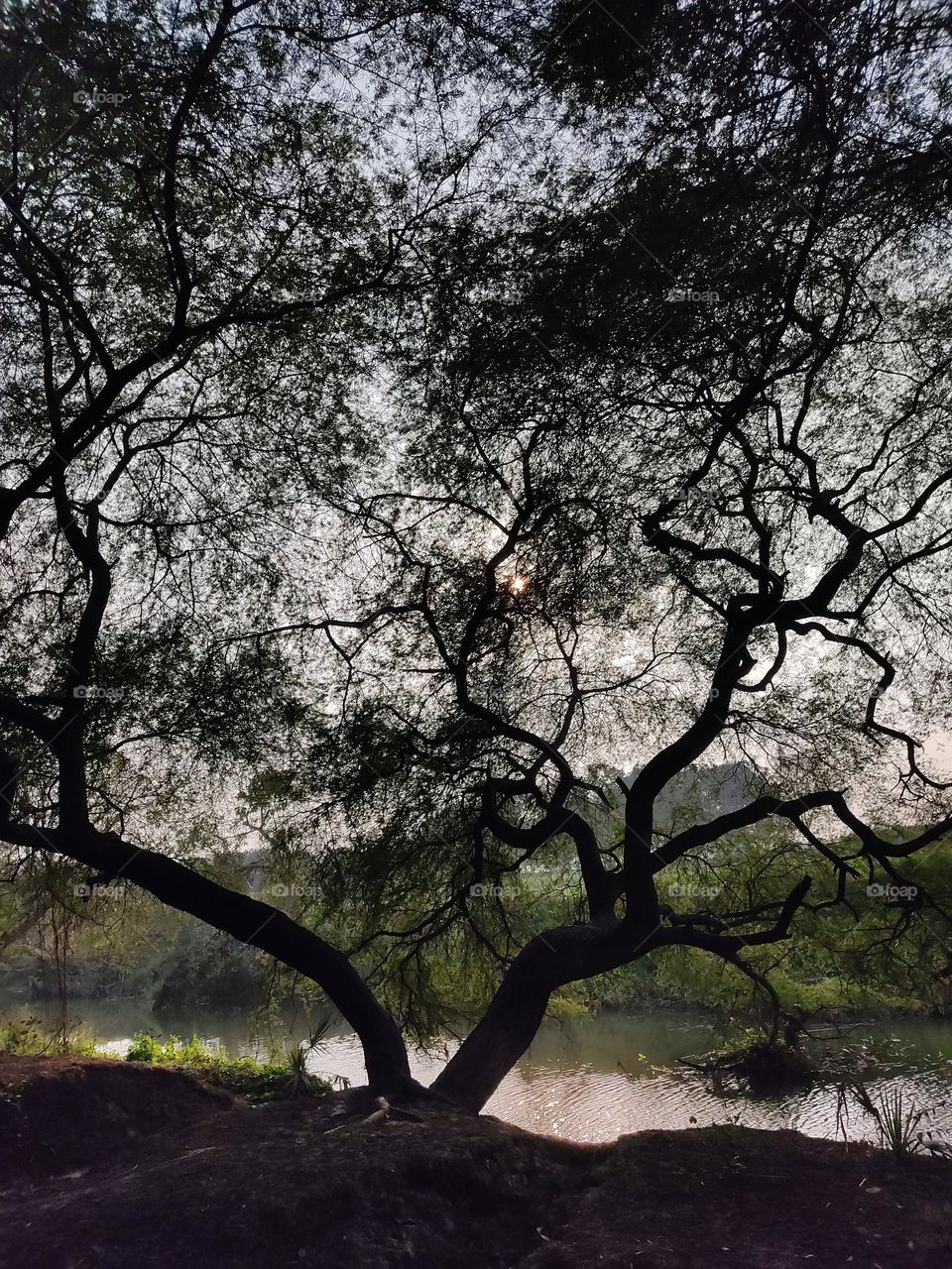 beautiful trees by the river.