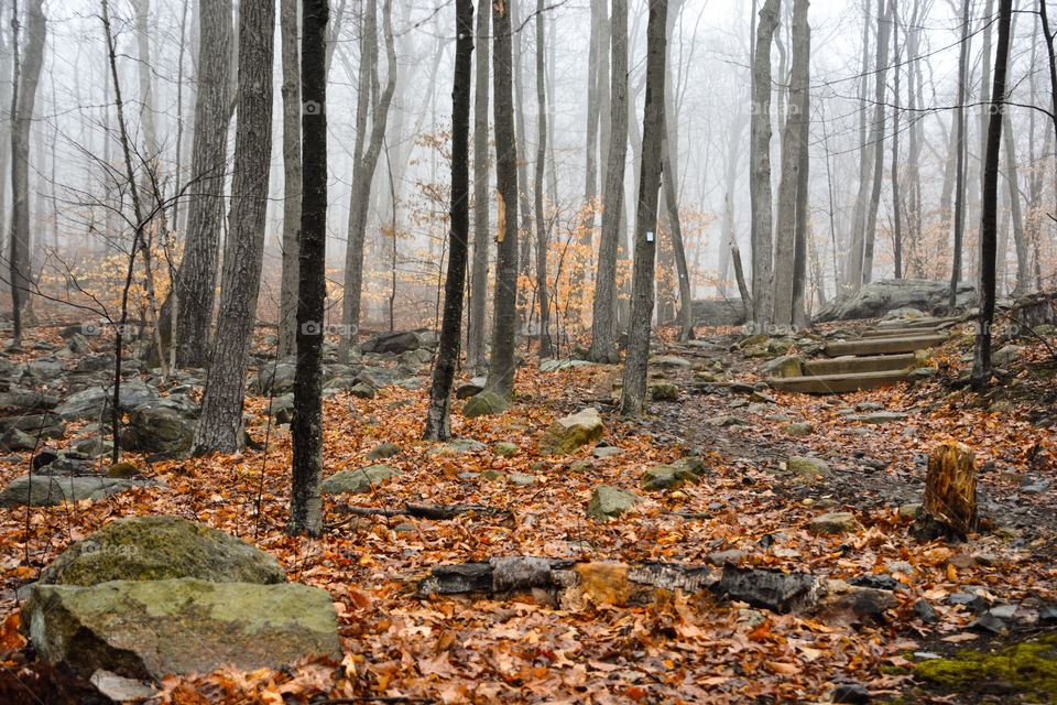 View of forest during autumn and foggy weather