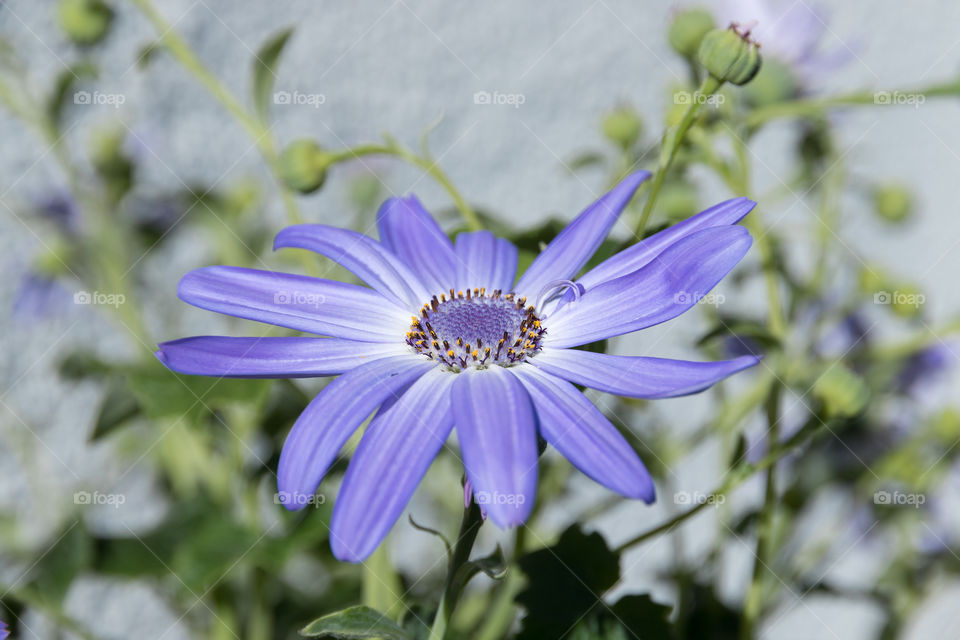 Beautiful lavender blue cineraria flower in fair weather - vacker blå lavendelblå cineraria blomma i sol 