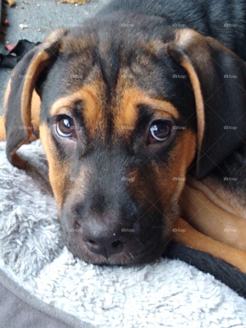 Handsome Spanish Mastiff/Pitbull mix puppy 3 months old