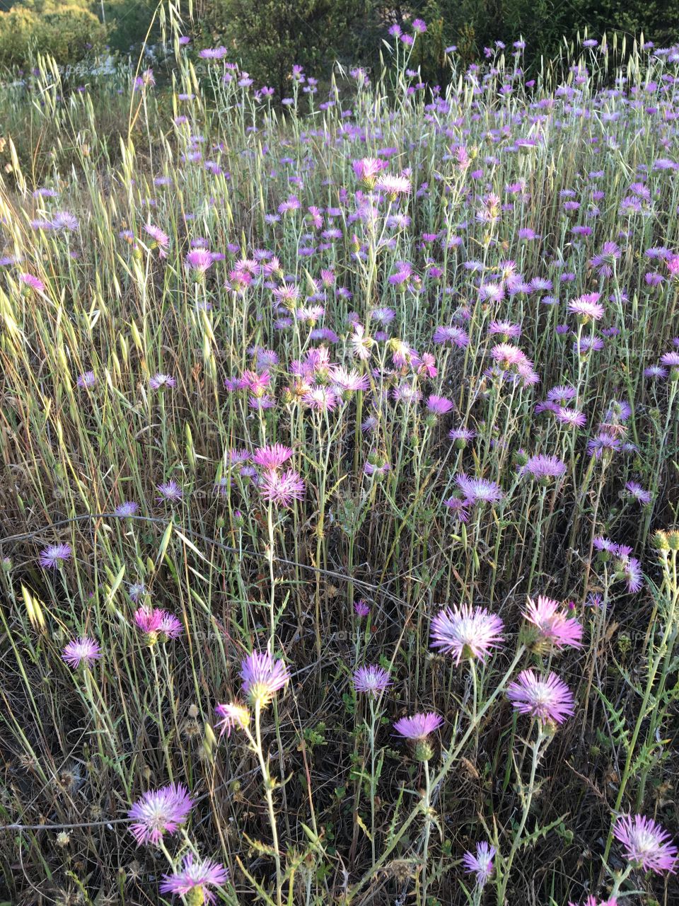 Soft colors for blooming meadows before becoming dry 