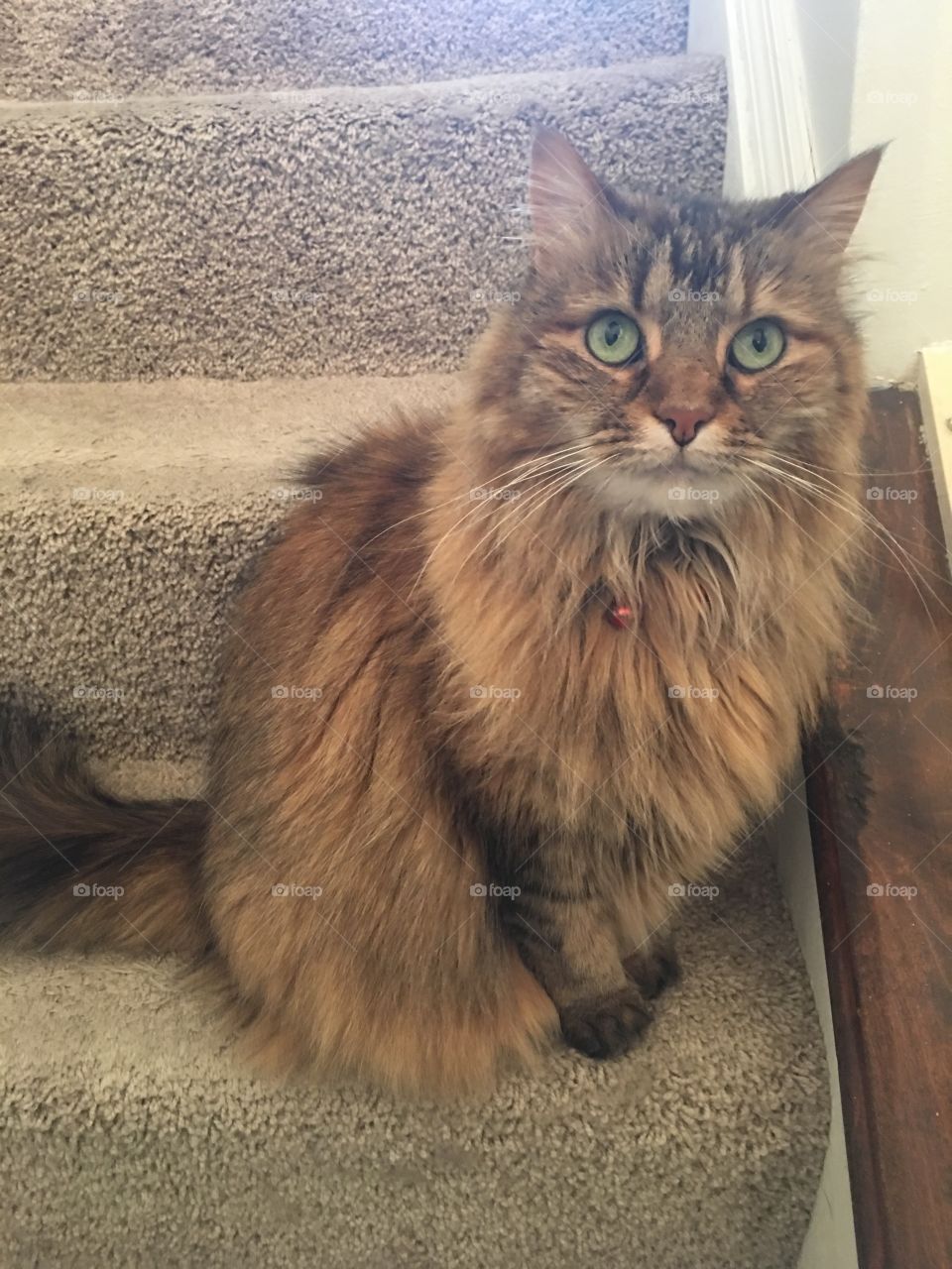 Cat sitting on the stairs