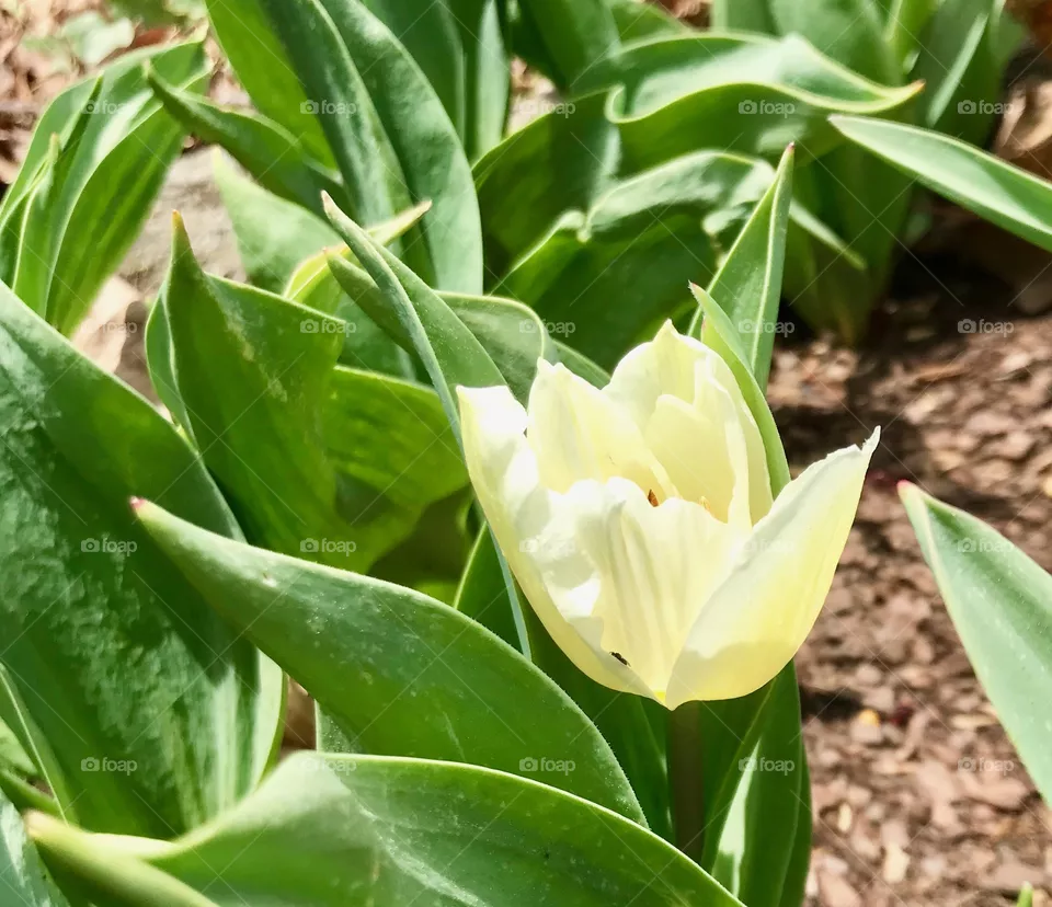 Tulip 