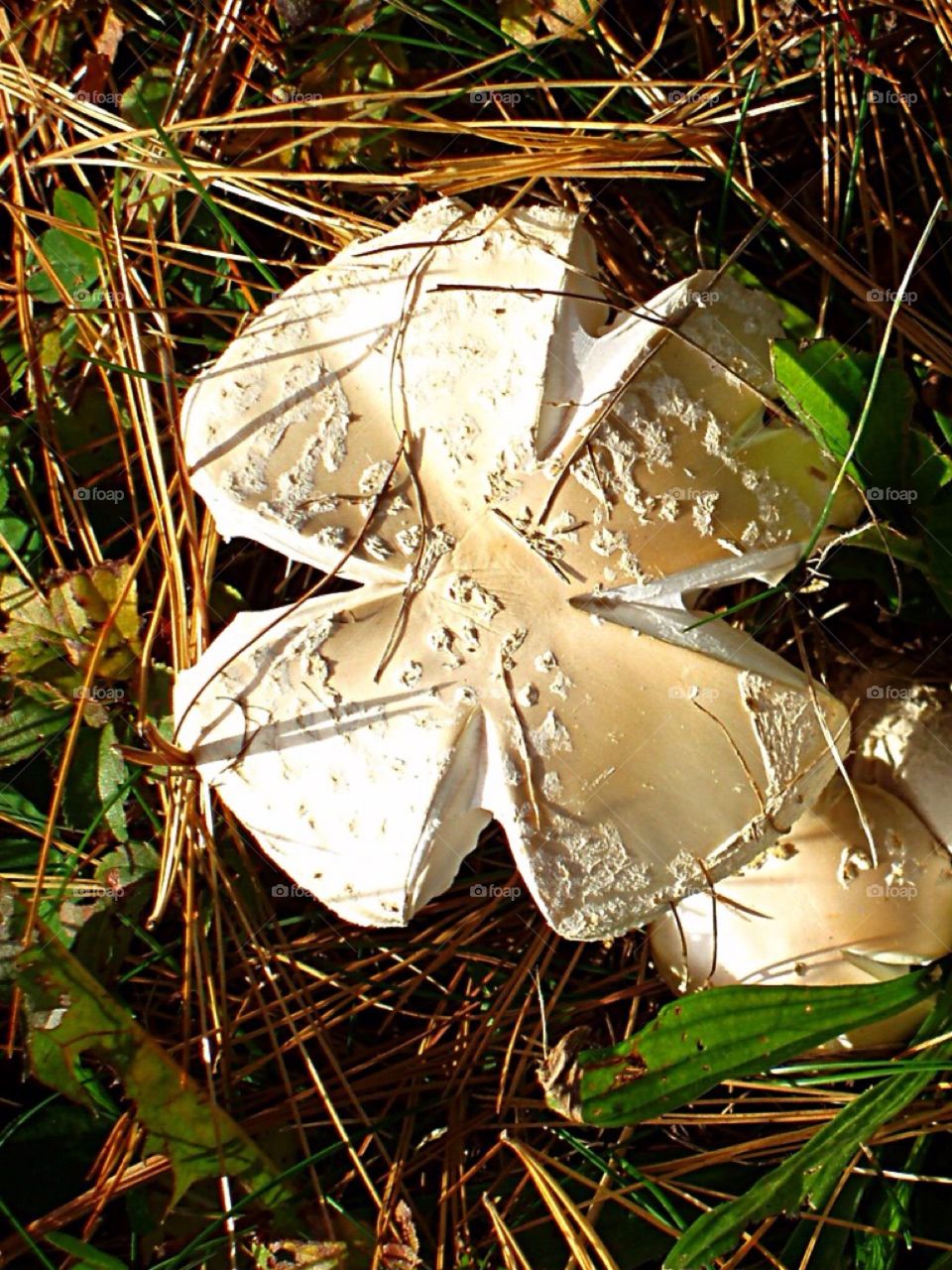 Wild Mushroom