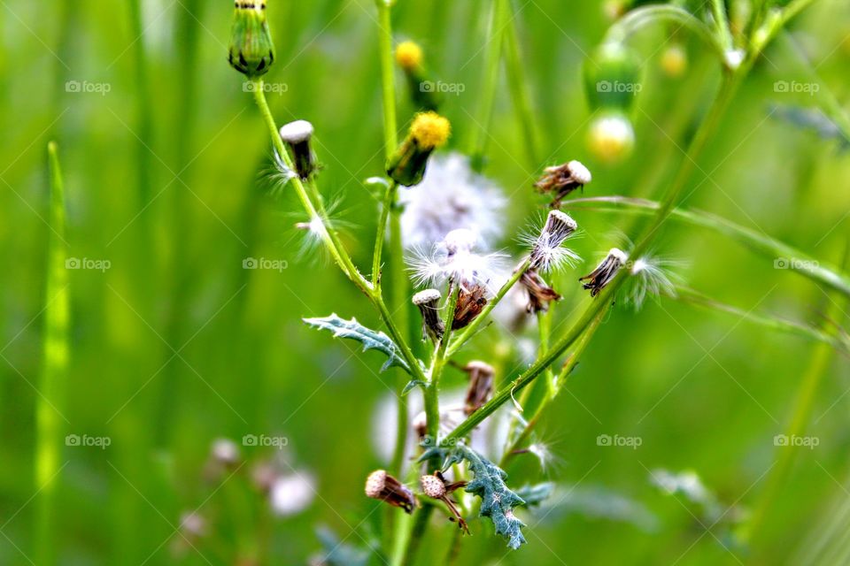 dandelion