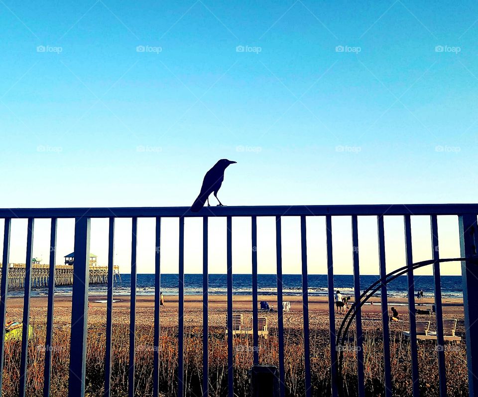 Crow perching on fence