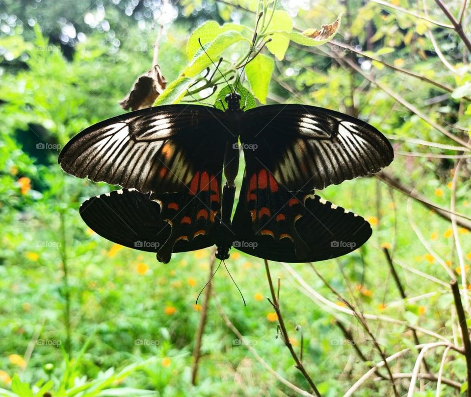 mating rituals of butterflies