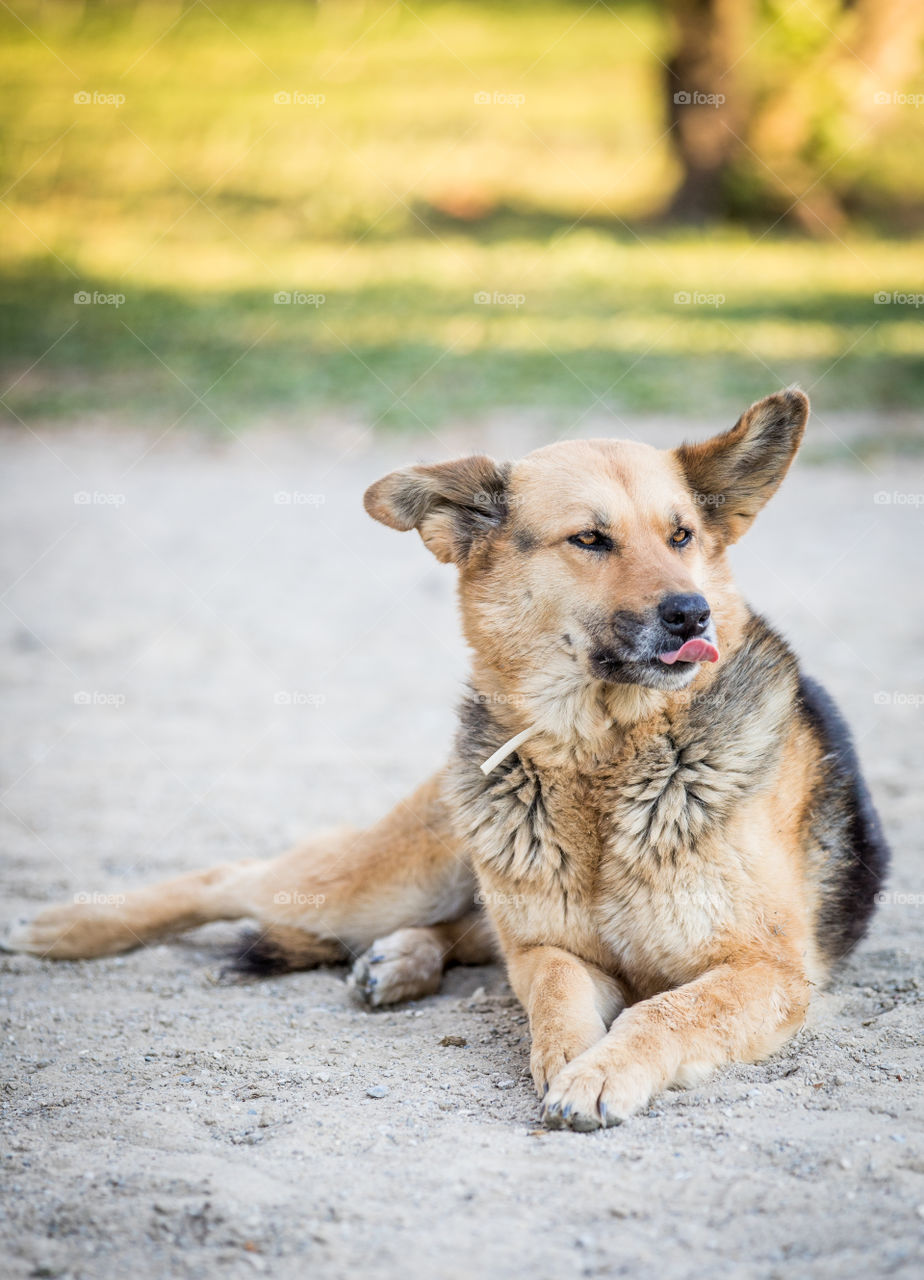 Dog, Mammal, Canine, Cute, Pet