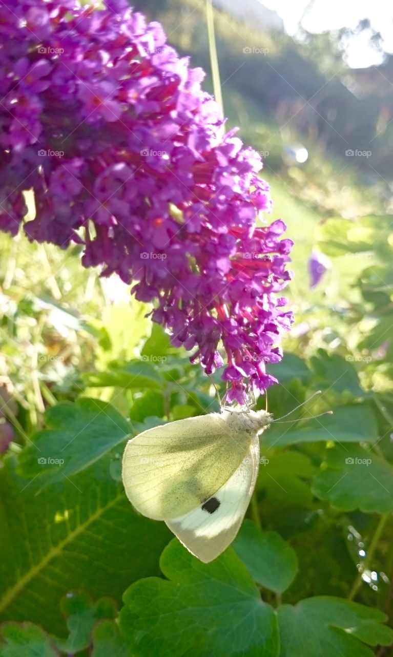 Butterfly on buddleja. Butterfly on a buddleja flower