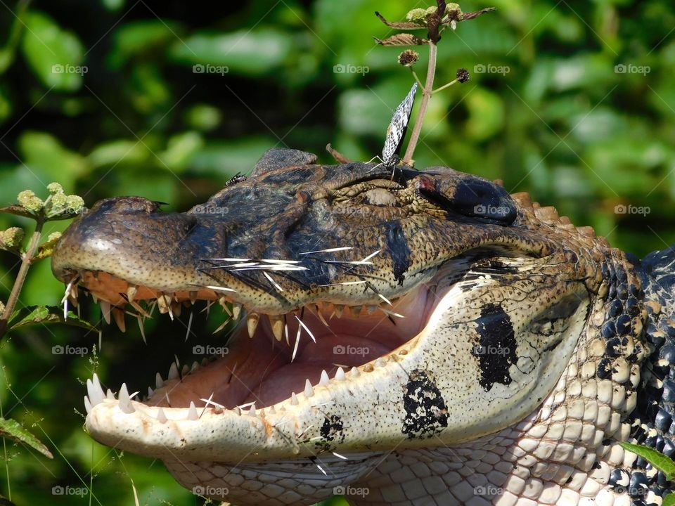 lizard resting after eating a 🦔 hedgehog