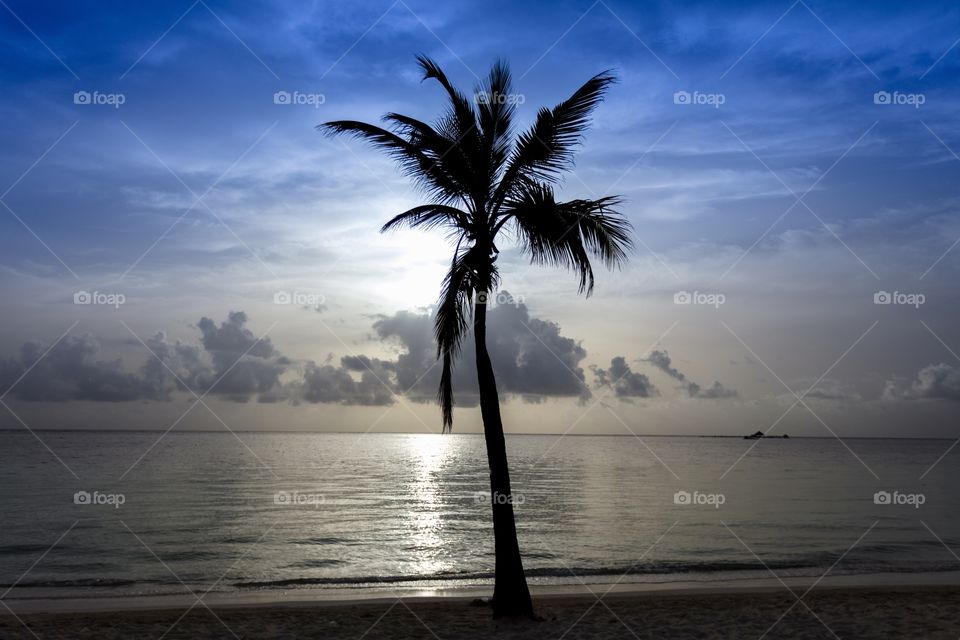 high palm tree on the ocean shore