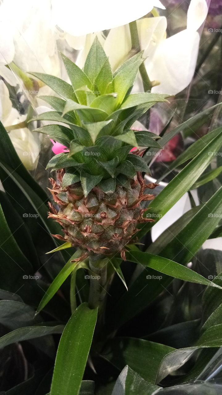 Ananas
