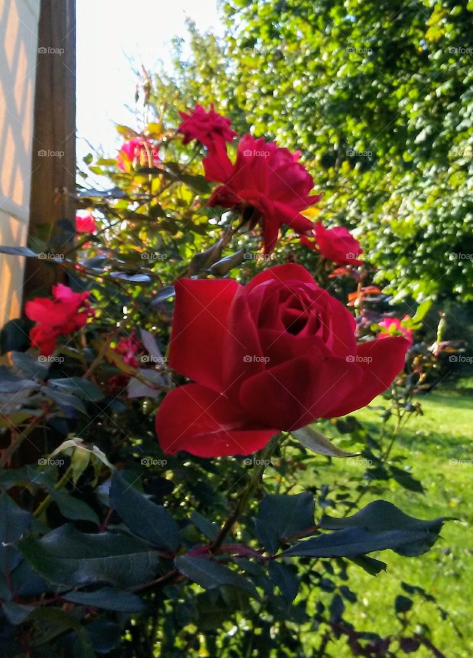 Good morning rose