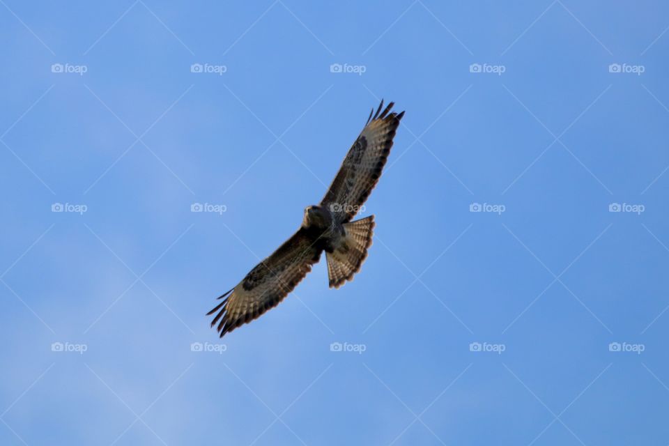 Buzzard 