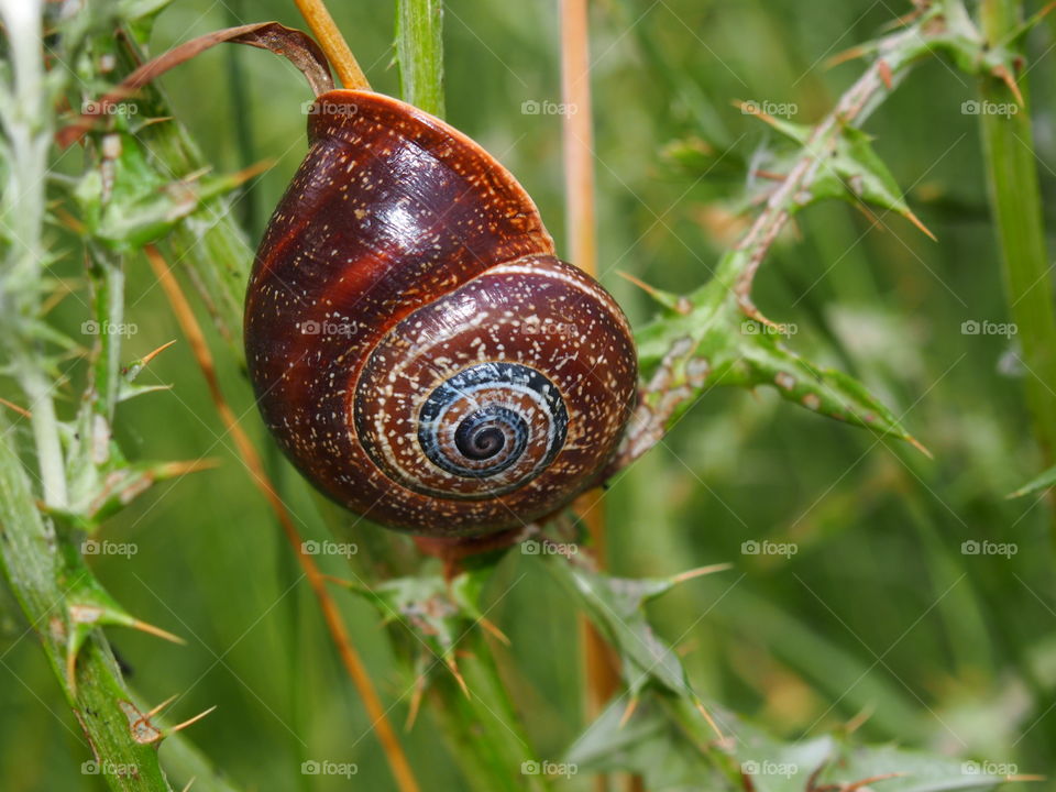 Extreme close-up of snail