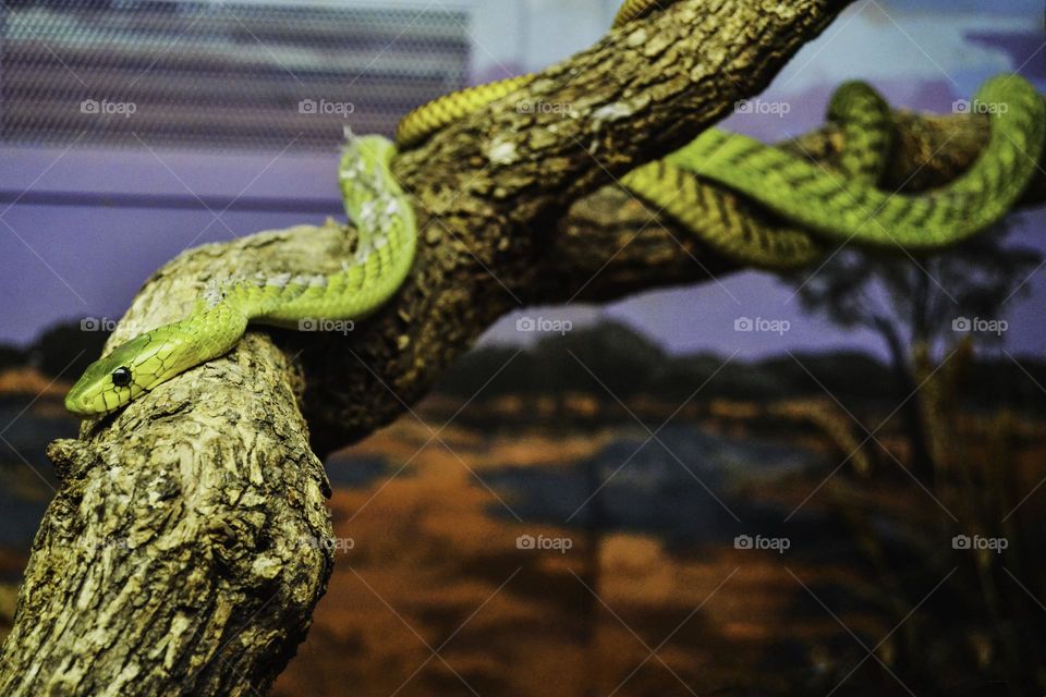 Green Snake