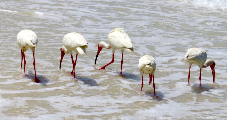 No Ifs, Ands or Butts. White Ibis on the beach