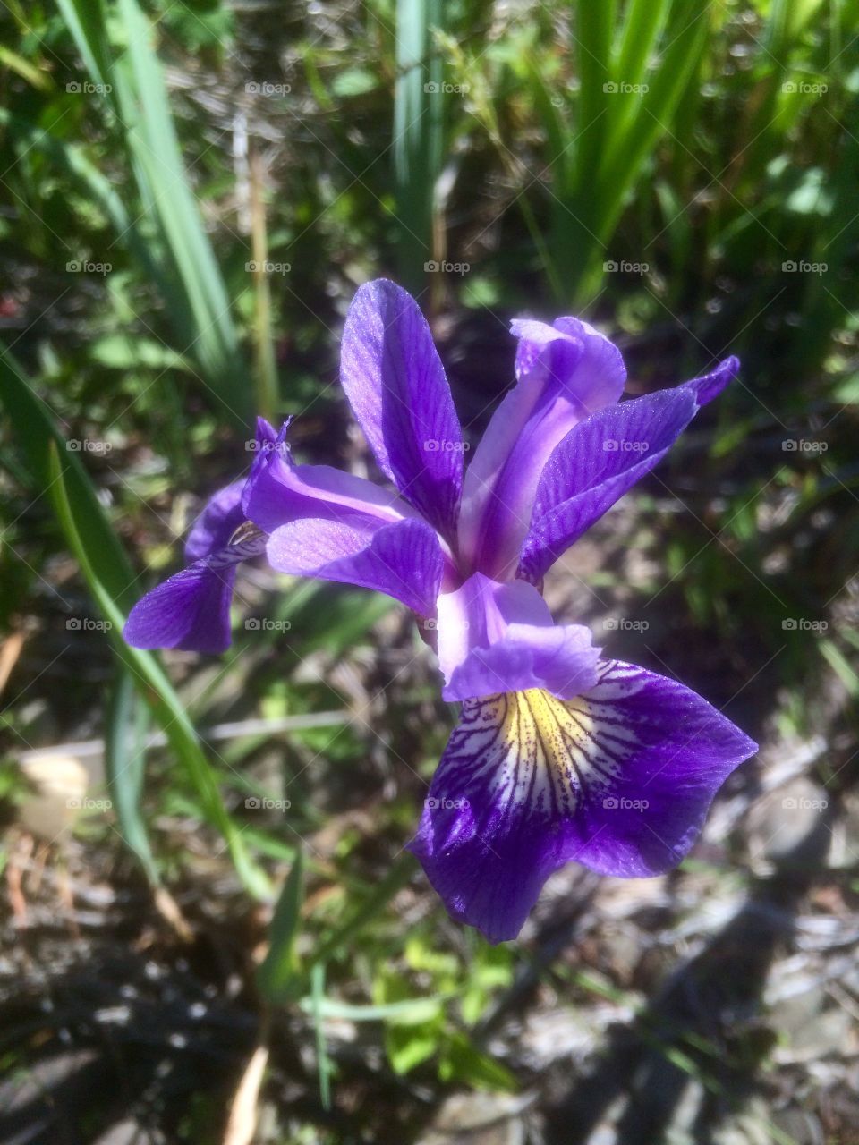 Beautiful purple lily