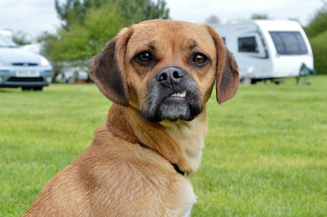 Puggle teeth 