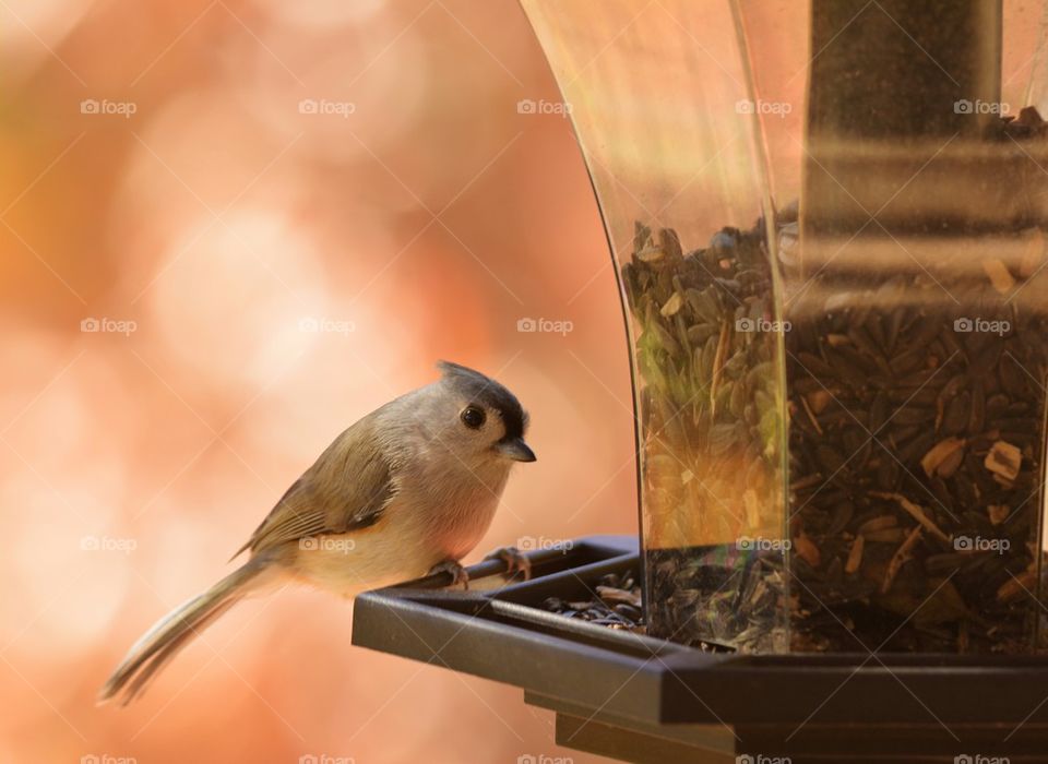 Tufted Tito use Bird on Feeder