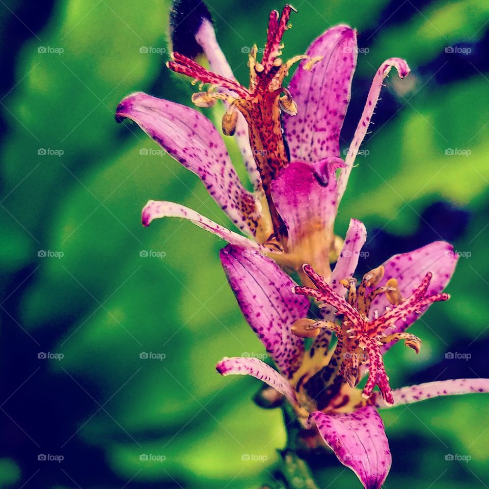 Two spotted, pink-purple flowers