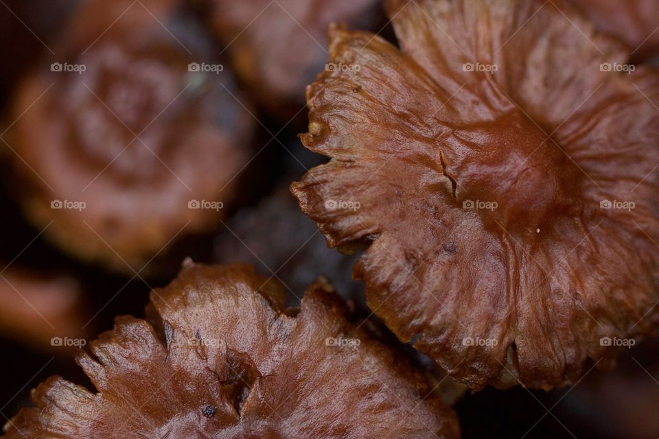 Wild mushrooms growing on autumn forest
