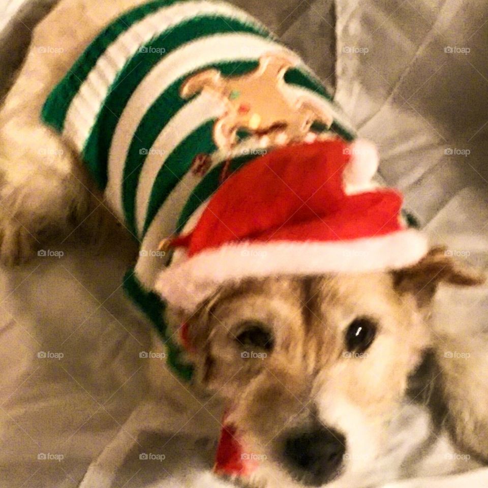 ""Baxter" with his Santa hat