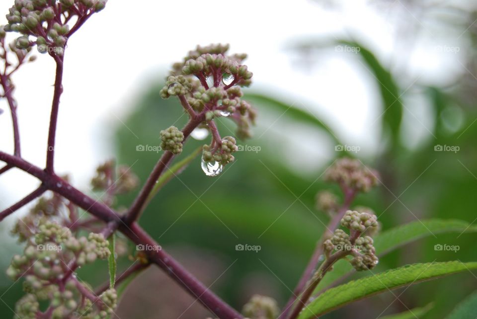 Close-up of dew drop on flower