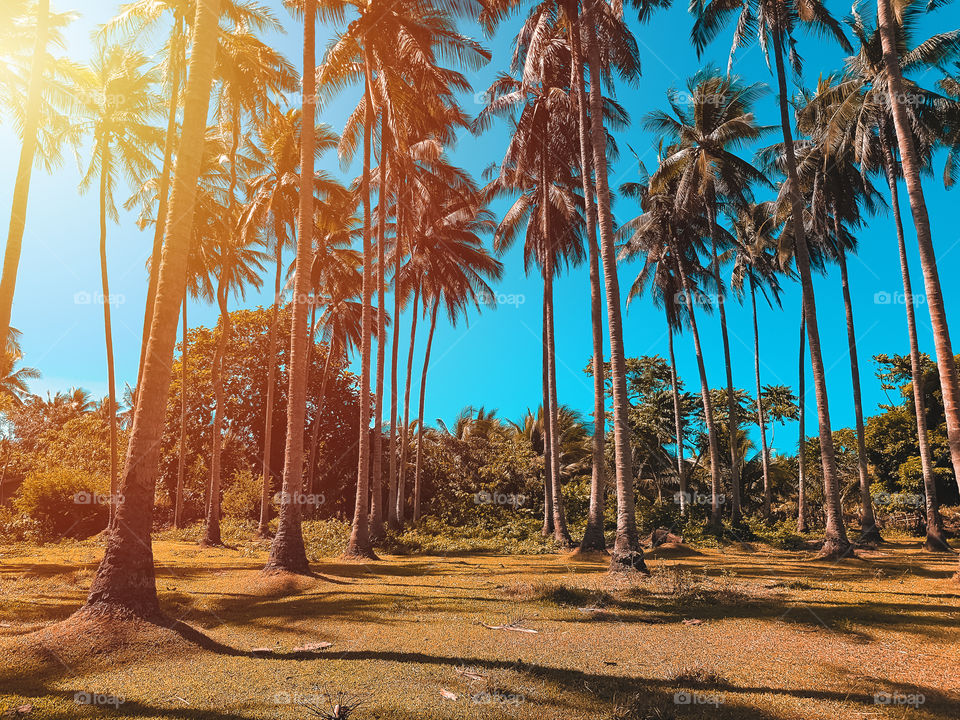 Coconut trees towering high in a province in the Philippines.