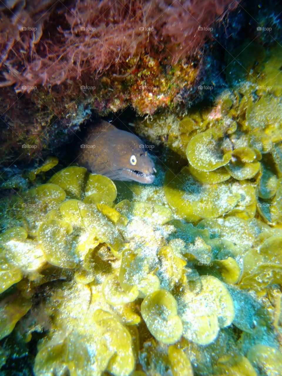 Moray eel 