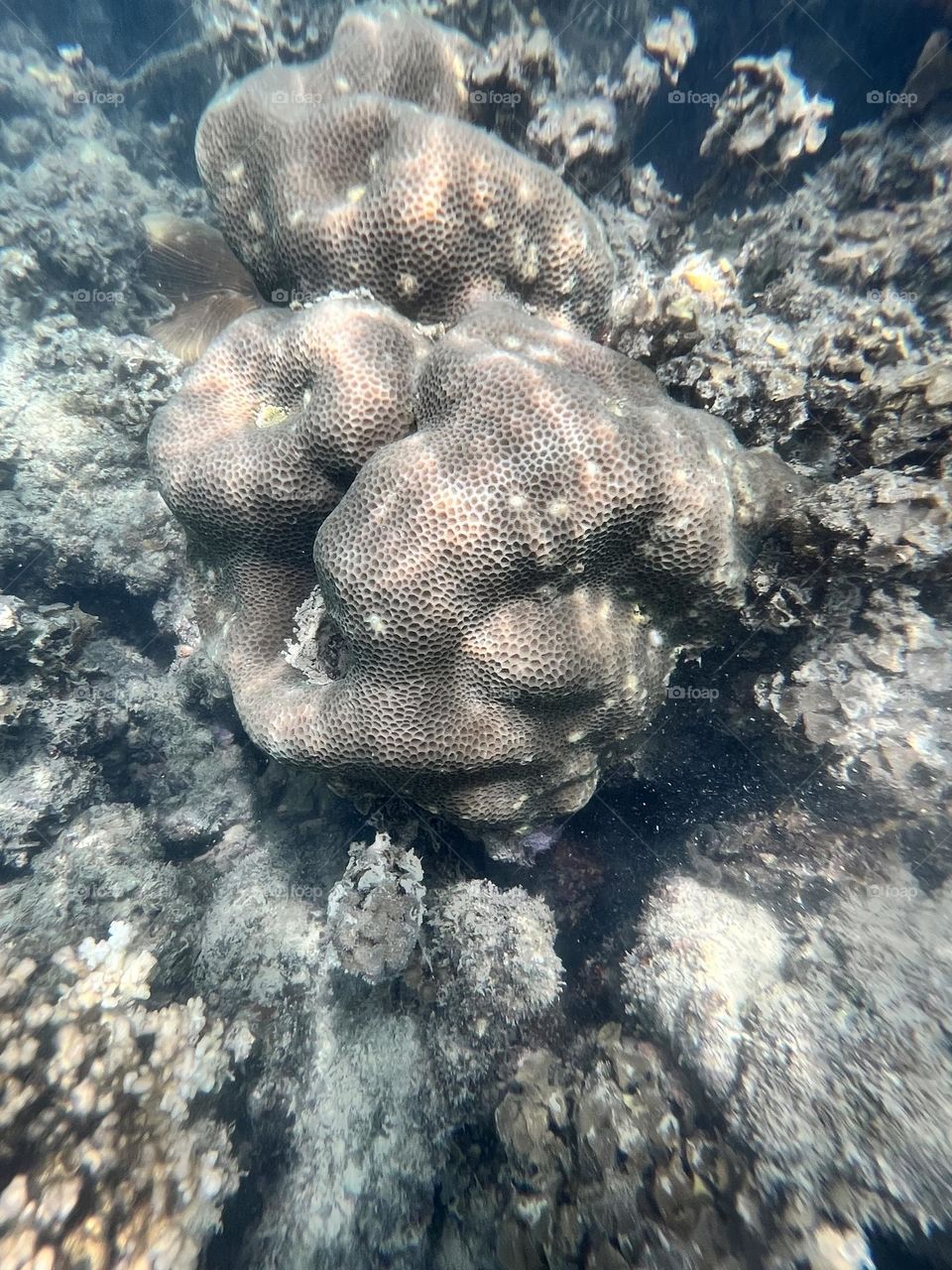 Undersea coral 