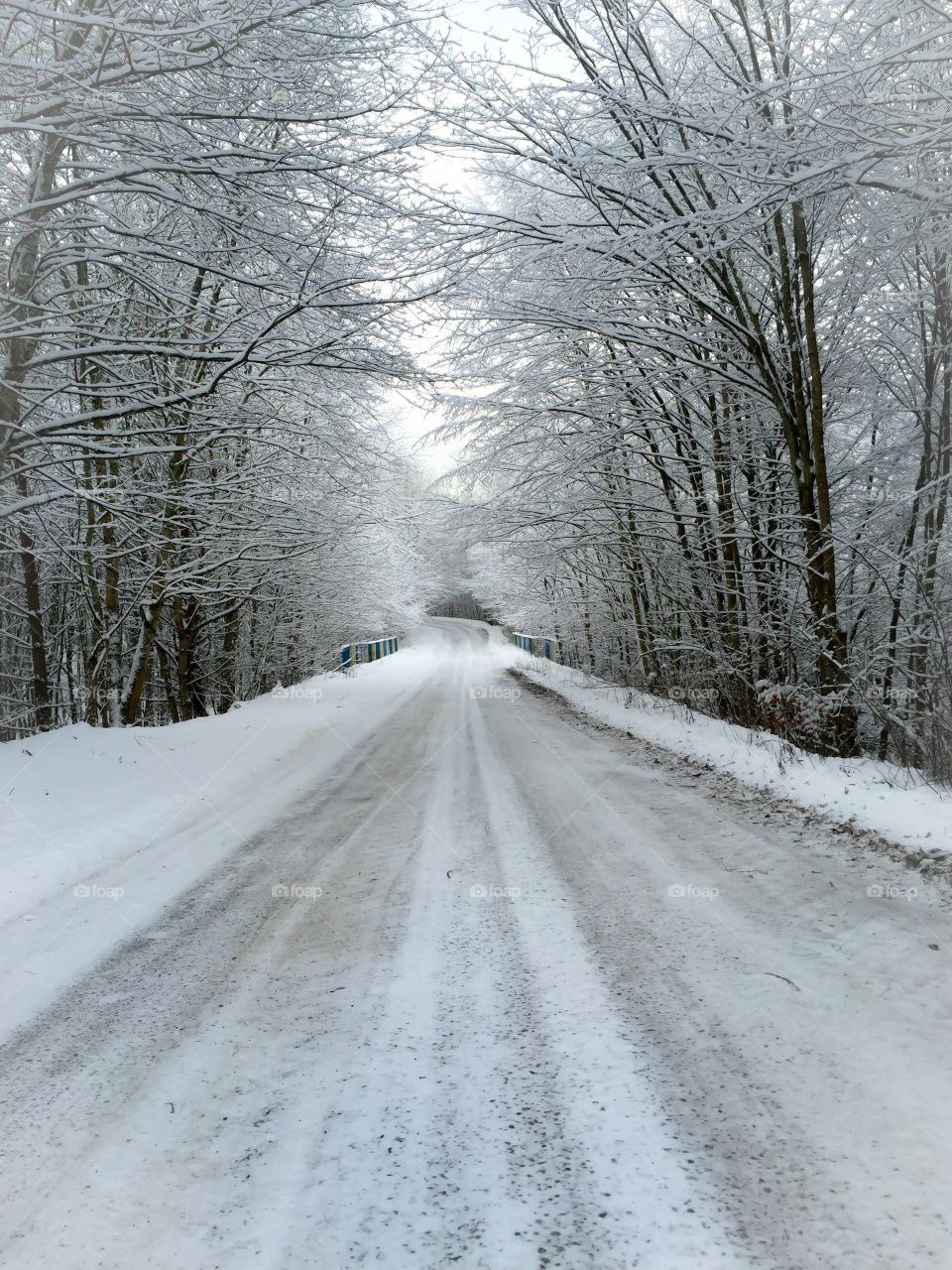 Winter, Snow, Frost, Cold, Wood