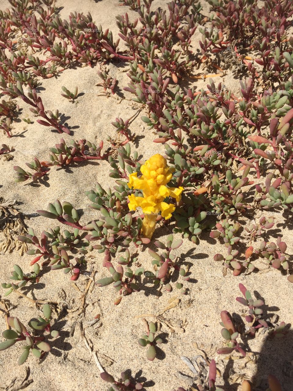 Cactus in Santa Maria Cape Verde