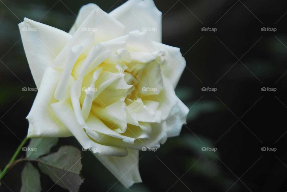 a special white rose in the garden in a sunny day
