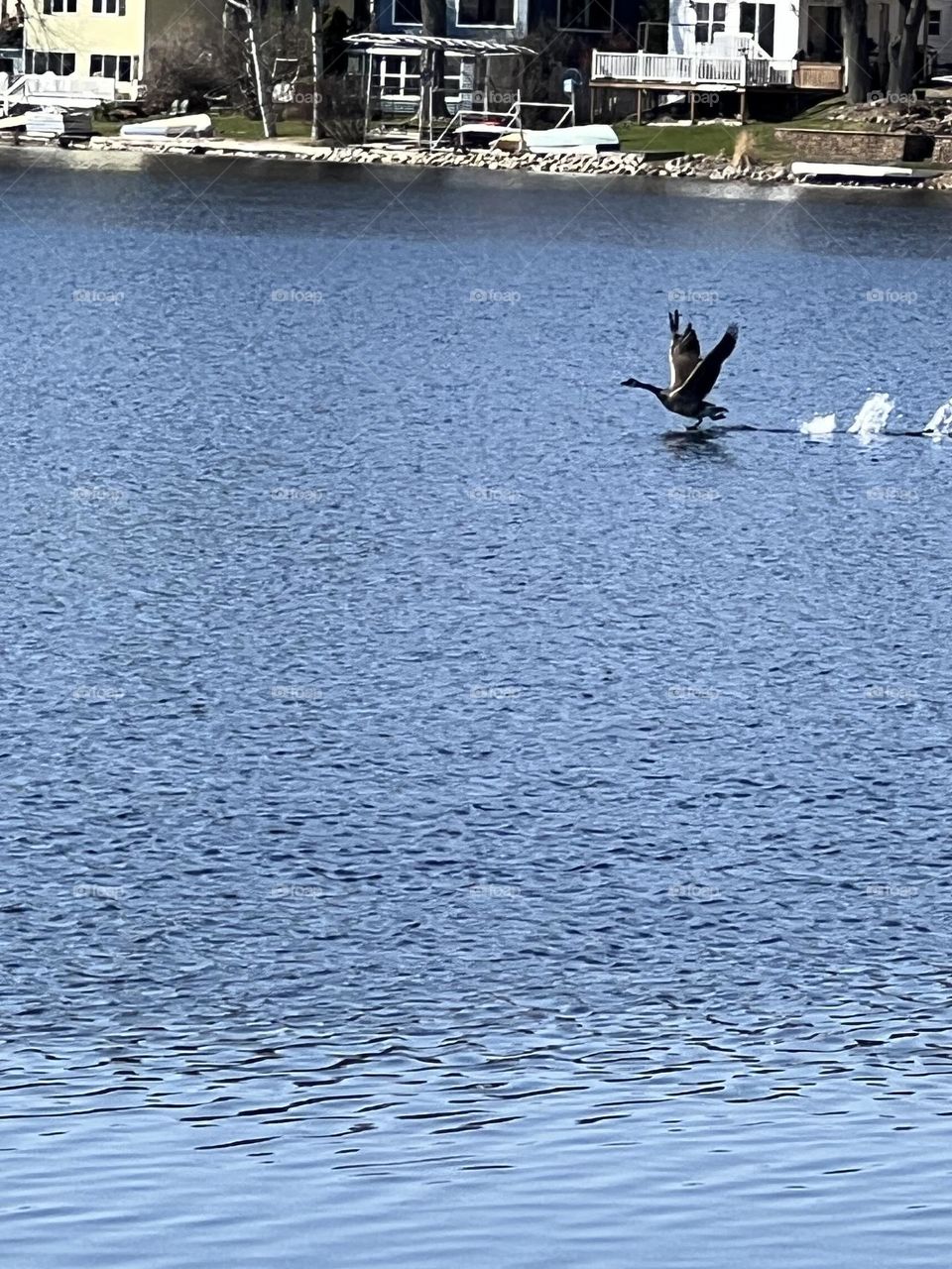 A goose flying and landing on water