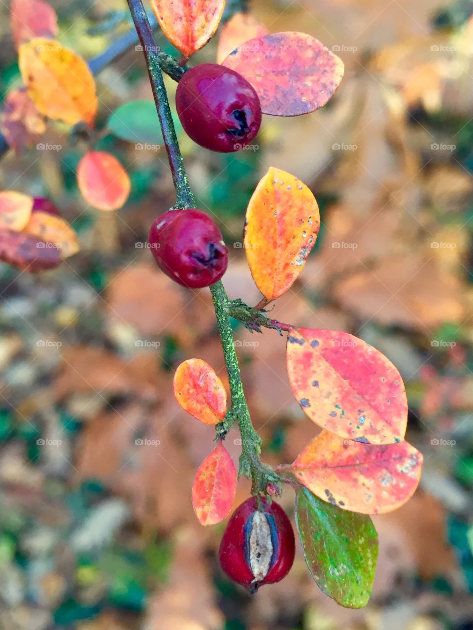 Autumn small leaves