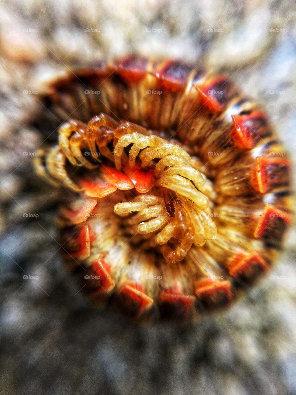 Curled up centipede. Extreme Closeup.