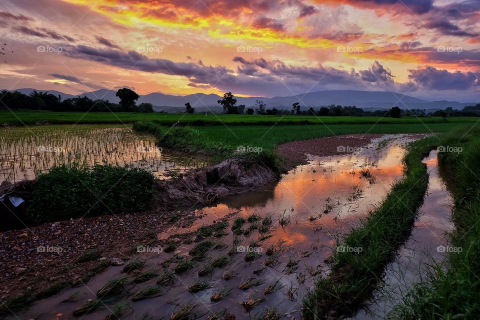 Sunset field rice