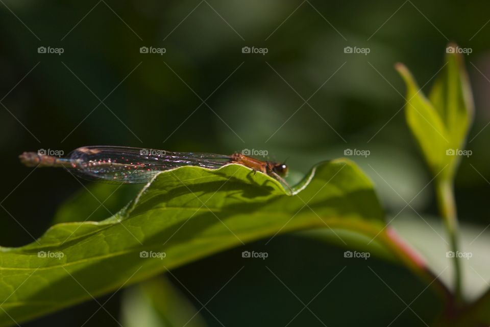 Dragonfly on the green leaf