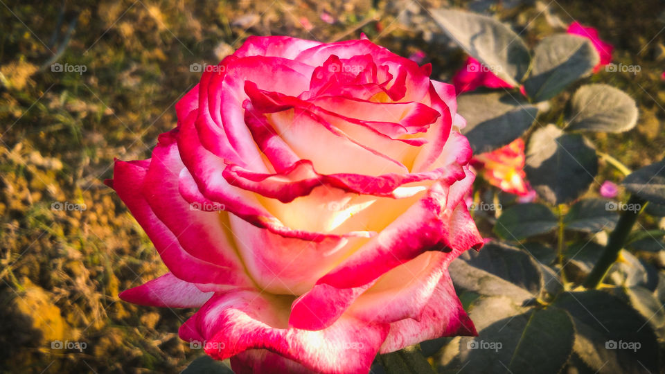 Beautiful rose flower with different shades of color and natural background
